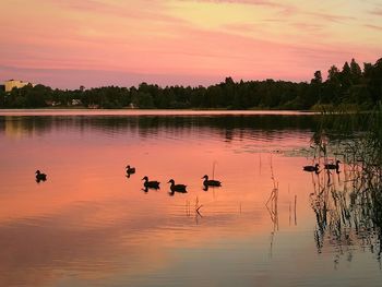 Ducks swimming on lake against sky during sunset