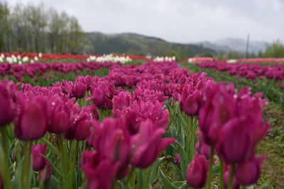 Close-up of pink flowers in field
