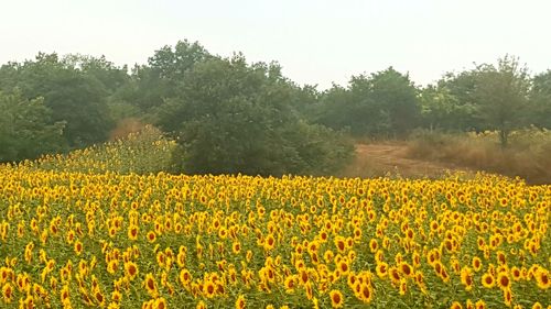 Scenic view of yellow flower field against sky