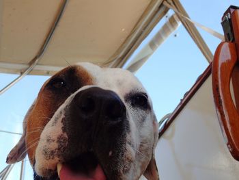 Close-up portrait of a dog