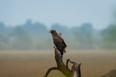 Bird perching on a tree