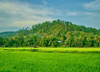 Scenic view of agricultural field against sky