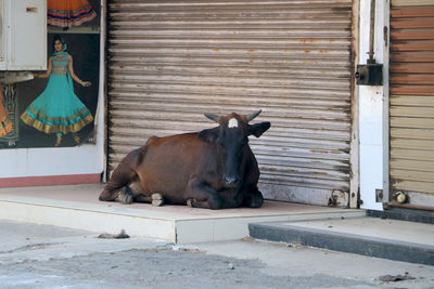 View of cow