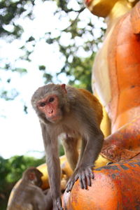 Monkey sitting on tree trunk