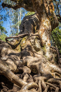 Low angle view of old statue against tree trunk