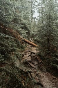 Trees growing in forest