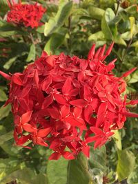 Close-up of red flowers blooming outdoors