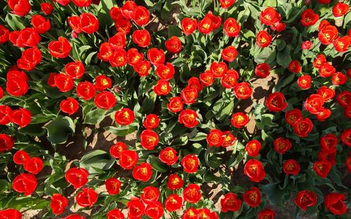 Full frame shot of red flowering plants