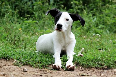 Portrait of dog sitting on grass