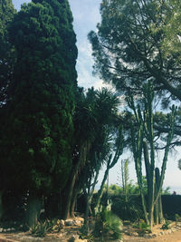 Trees growing in forest against sky