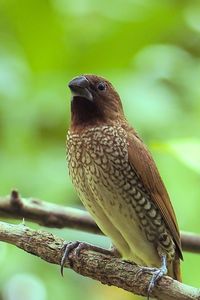 Close-up of bird perching on branch