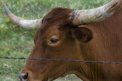 Close-up of a horse