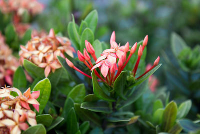 Close-up of red flowering plant