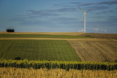 Scenic view of agricultural field against sky