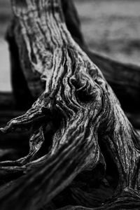 Close-up of tree trunk