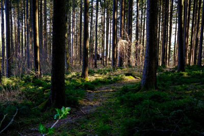 Trees in forest