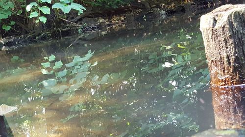 Reflection of trees in water