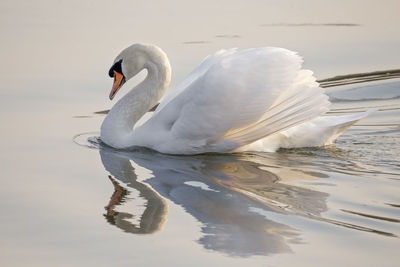 Close-up of swan swimming in lake