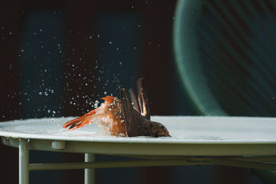 Close-up of fish swimming in tank