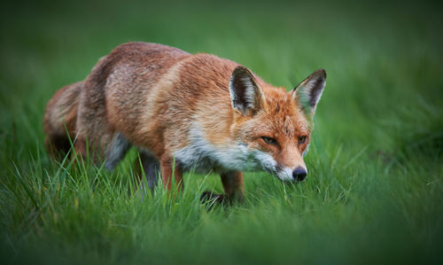 Fox walking on grassy field