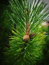 Close-up of pine cone on tree