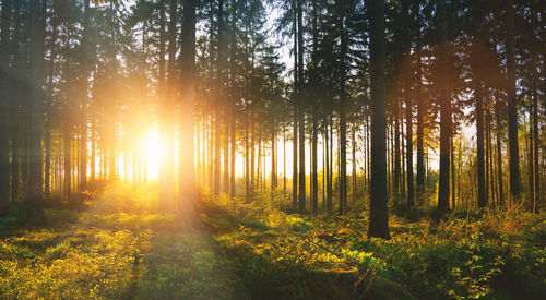 Sunlight streaming through trees in forest