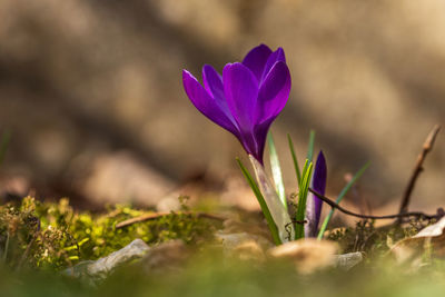 Close-up of purple crocus flower