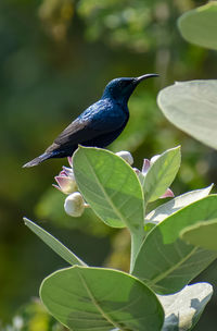 Close-up of bird perching on plant