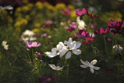 Close-up of pink flowering plants on field