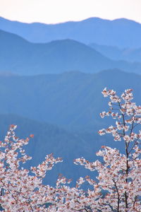 Scenic view of mountains