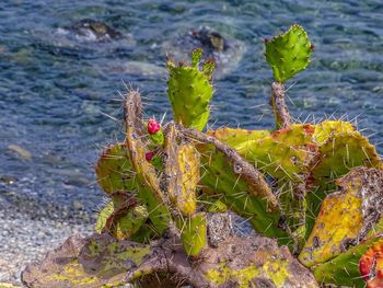 Close-up of succulent plant in sea