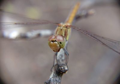 Close-up of insect