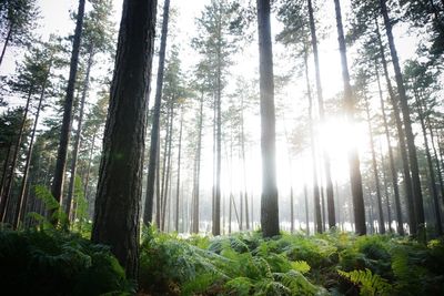 Low angle view of trees in forest