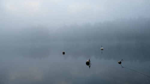 Birds flying in the sky