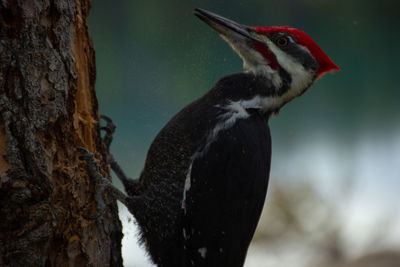 Close-up of bird perching on tree trunk