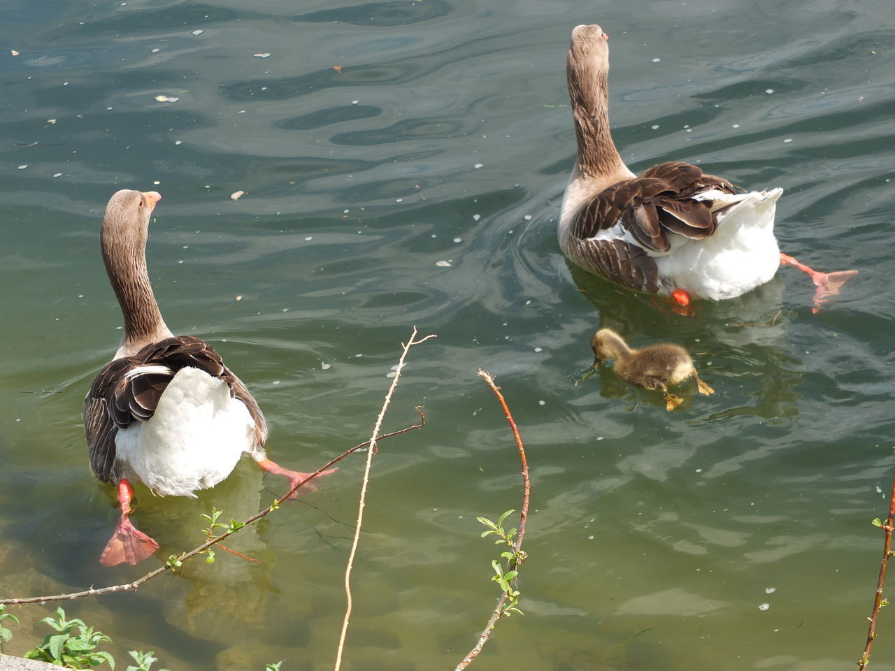 HIGH ANGLE VIEW OF DUCK SWIMMING IN LAKE