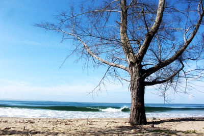 Bare tree on beach against sky