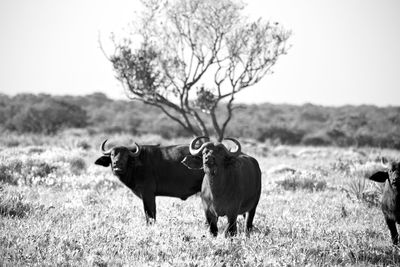 Cows standing in a field