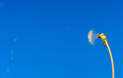 Low angle view of dandelion against blue sky