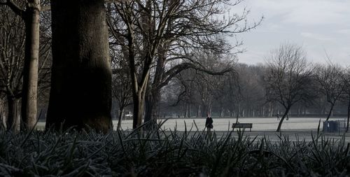 Bare trees on lakeshore