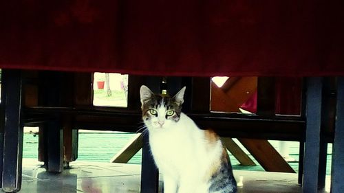 Portrait of cat sitting on table