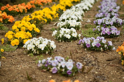 Close-up of purple flowering plants on field