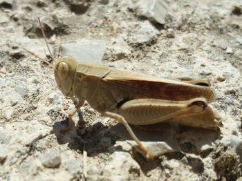 Close-up of insect on rock