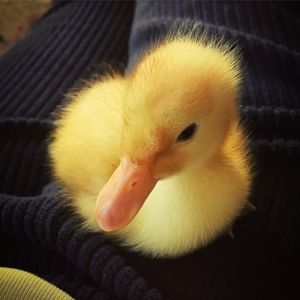 Close-up of an animal