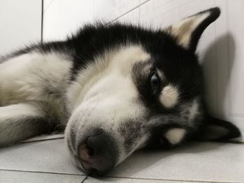 Close-up of dog sleeping at home