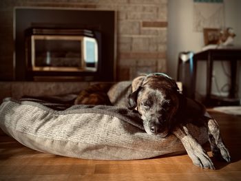 Low section of person with dog lying on hardwood floor at home