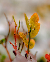 Close-up of yellow flowering plant