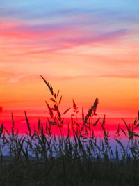 Silhouette plants on field against romantic sky at sunset