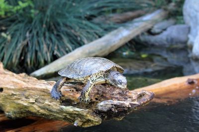 Close-up of tortoise on tree