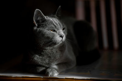 Close-up of a cat looking away